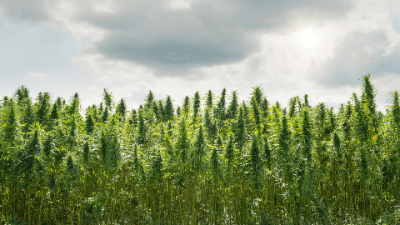 Trump’s Policy Impact on the Marijuana Industry